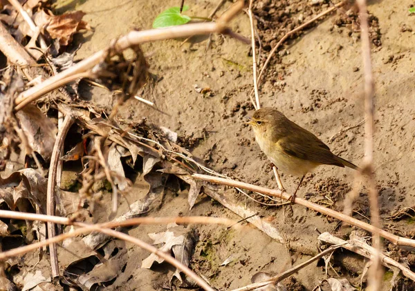 Close Chiffchaff Comum Empoleirado Galho Fundo Embaçado — Fotografia de Stock