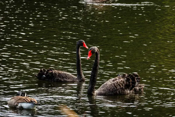 Una Vista Natural Los Cisnes Negros Nadando Río —  Fotos de Stock