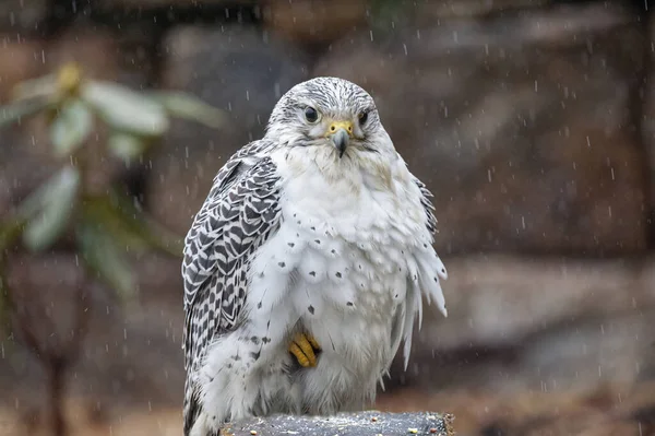 Gros Plan Faucon Gerfaut Perché Sous Pluie — Photo