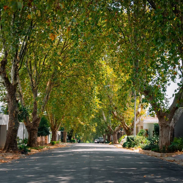 Tiro Uma Pequena Rua Coberta Grandes Árvores Verdes — Fotografia de Stock