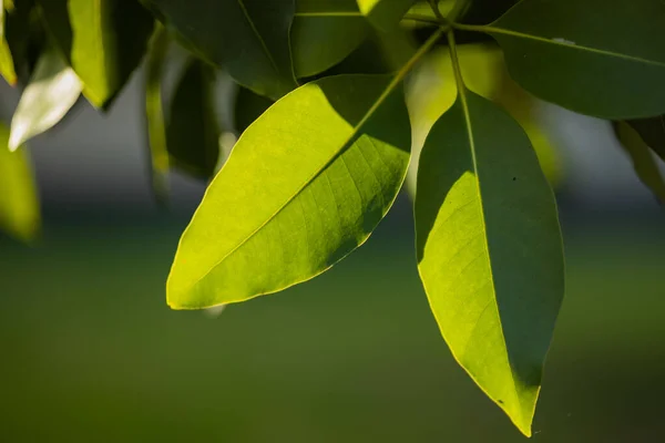 Makro Pohled Zelené Listy Pod Slunečním Světlem — Stock fotografie