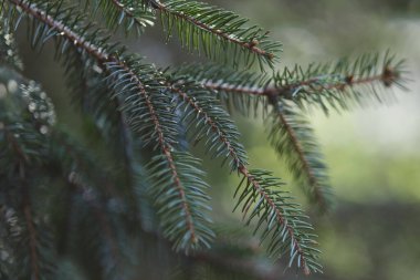 Çam ağacının dallarının yakın çekimi.