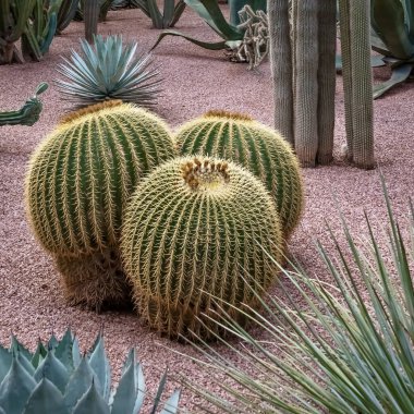 Fas 'taki bahçede büyüyen Cactiaceae' nin güzel bir görüntüsü.