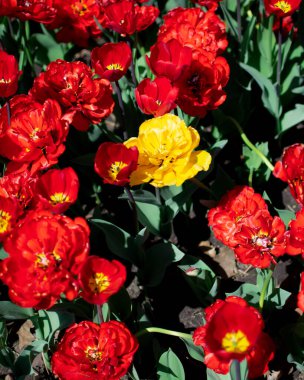 Bahçedeki kırmızı lalelerin arasında yalnız sarı bir lalenin dikey görüntüsü.