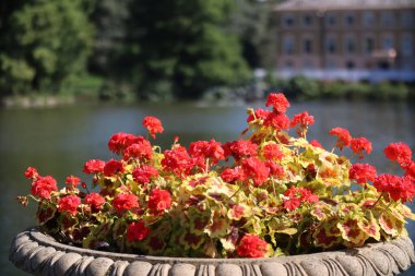 Bahçedeki kırmızı sardunya çiçeklerinin güzel manzarası