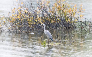 Gölde tünemiş gri balıkçıl manzaralı bir kare.