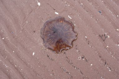 İskoçya 'da kumlu bir plajda deniz anası manzarası