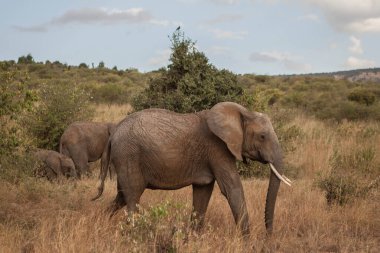 Bir fil ailesi güzel bulutlu bir gökyüzü ile bozkırda yürüyor, Ulusal Park, Kenya, Tanzanya