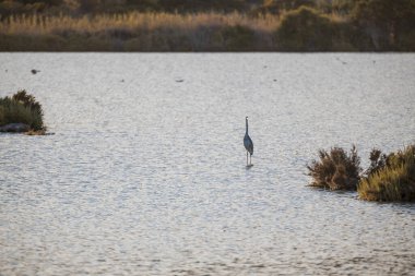 Yazın güneşli bir günde gölde gri bir balıkçıl.