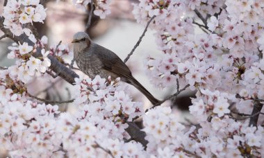 Beyaz çiçeklerle açan bir ağacın üzerinde duran kahverengi bir kuşun güzel bir görüntüsü.