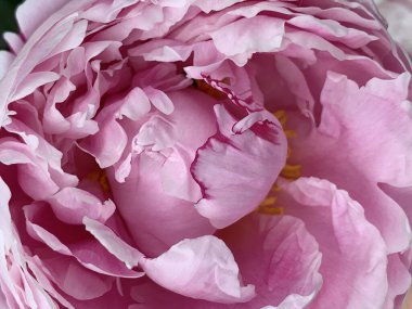 Pembe bir Çin şakayığının dikey yakın çekimi.