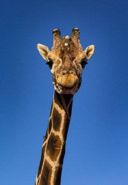 Güneşli bir günde güzel zürafanın dikey görüntüsü.