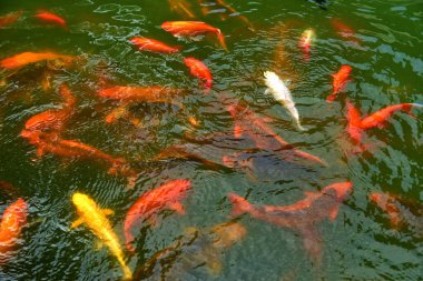 Gölette yüzen parlak kırmızı bir balık