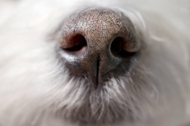 Stüdyoda beyaz Malta köpeğinin ıslak burnunun yakın çekimi.