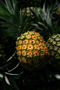 Koyu arkaplanda taze ananasların dikey yakın çekimi
