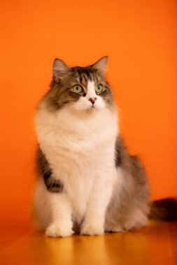 Turuncu duvardaki sevimli pofuduk bir kedinin dikey çekimi.