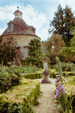 Pembe Tilki Eldiveni, Dijital Tilki Eldiveni. Arka planda ortaçağ güvercini var. Oxfordshire 'daki Rousham House bahçesinde..