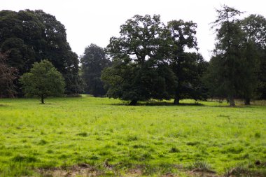 Gündüzleri ormanın yakınında yeşil bir tarla