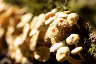 Yerde büyüyen küçük mantarların yakın çekimi.