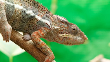 Bulanık bir arka planda ağaç dalında sürünen bir bukalemun.