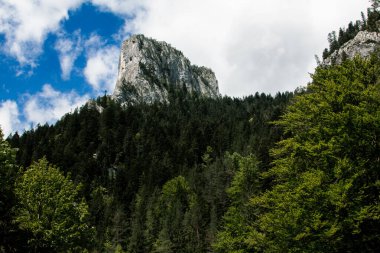 Romanya 'da bulutlu bir gökyüzünün altındaki dağlardaki sık bir ormanın güzel manzarası