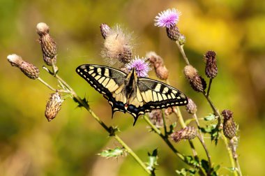 Çiçek açan bir kelebeğin, güneş ışığında mor taçyapraklı yakın çekimi.