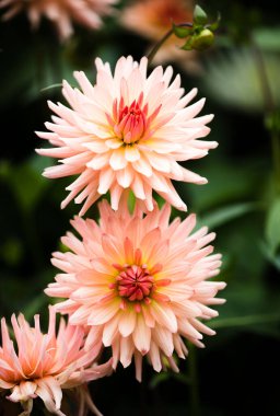 Sonbahar mevsiminde açık havada büyüyen Dahlia çiçekleri 