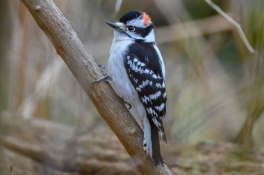 Çayırdaki ağaç gövdesine tüneyen Downy Ağaçkakan kuşunun yakın çekimi