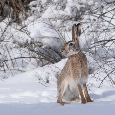 Kış ormanlarında sevimli bir tavşan, kar arka planı, beyaz ağaçlar, vahşi hayvanlar.