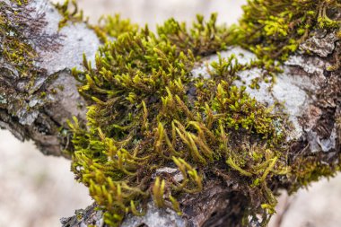 Ağacın donmuş yosunlarla kaplı yakın çekimi.