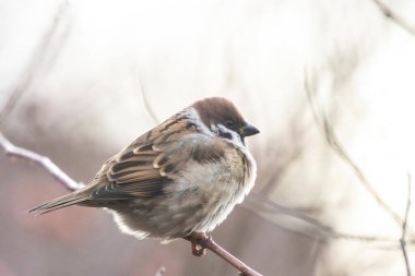 Ağaç dalına tünemiş bir Avrasya ağaç serçesinin (geçen montanus) makro görüntüsü