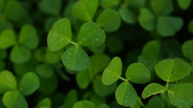 Üç yapraklı yonca çiçeklerinin yakın plan çekimi.