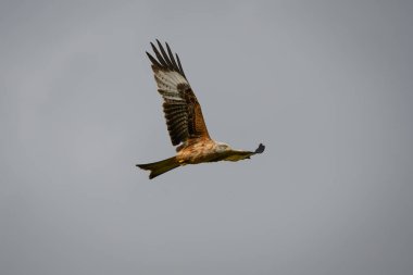 Galler, Rhayader 'da bulutlu gökyüzünde uçan kırmızı bir uçurtma manzarası