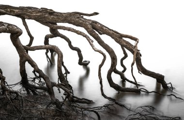 Kıvrımlı köklerin uzun pozlama çekimi