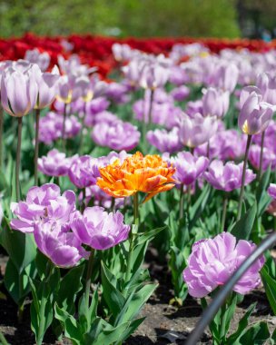 Bahçedeki mor lalelerin arasında yalnız sarı bir lalenin dikey çekimi.