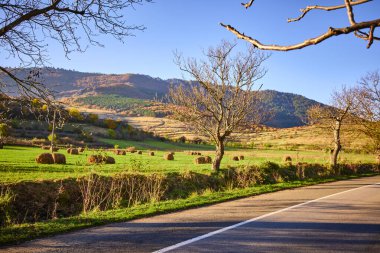 Romanya 'da sonbahar aylarında Karpat Dağları' nın bulunduğu tarlalardan geçen bir yol