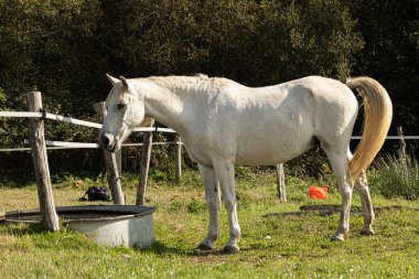 Tahta çitlerin yanındaki yeşil alanda duran beyaz atın manzarası.