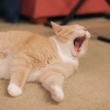 Bej renkli bir ev kedisinin yakın plan bir fotoğrafı. Esniyor ve halının üzerinde yatıyor..