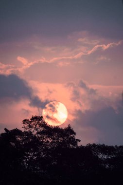 Gün batımında bulutlu bir gökyüzüne karşı bir ağacın siluetinin dikey hali.