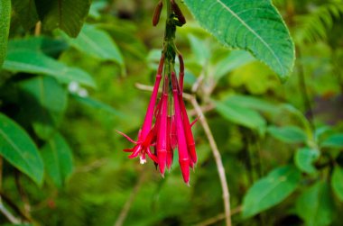 Fuchsia Boliviana 'nın Portekiz' deki Sintra kalesinin bahçesinde yakın plan bir fotoğrafı.