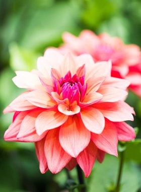 Yıldız çiçekleri, bahçede sonbahar çiçekleri.                               