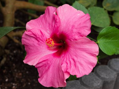 Pembe bir amberin yakın plan çekimi.