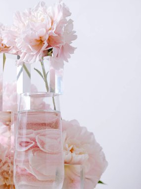 Beyaz arka planda cam bir vazoda güzel pembe şakayık çiçeklerinin dikey çekimi.