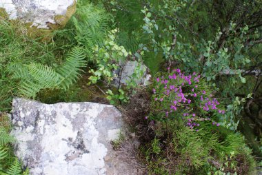 İskoçya 'da bir kayanın üzerinde büyüyen mor kır çiçeklerinin dikey görüntüsü