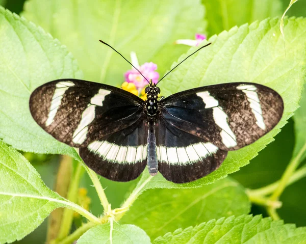 Primo Piano Heliconius Hewitsoni Farfalla Sulla Foglia Verde — Foto Stock