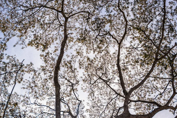 Baharın Başında Açık Mavi Gökyüzüne Karşı Iki Ağacın Alçak Açılı — Stok fotoğraf