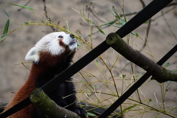 一只美丽的红熊猫在树上吃树叶的特写镜头 — 图库照片