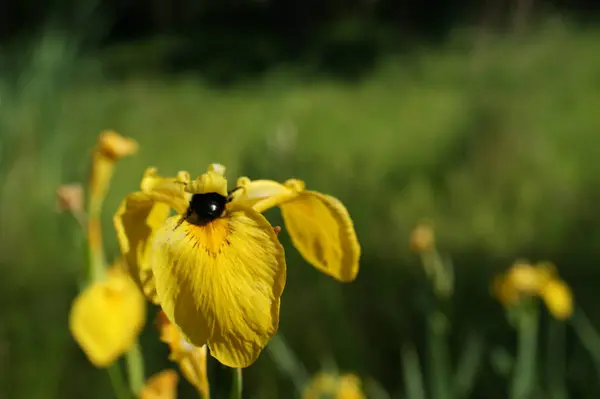 Primer Plano Una Flor Amarilla Iris Clima Soleado Sobre Fondo — Foto de Stock
