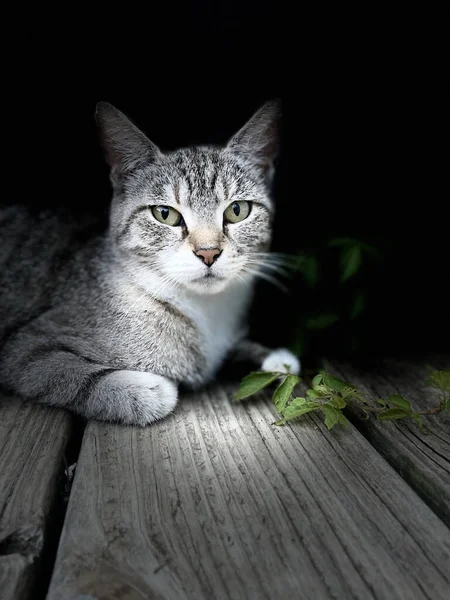 一只灰色的胖胖的猫躺在木制地面上的一张垂直的特写照片 它的脸上有光 背景是黑色的 — 图库照片