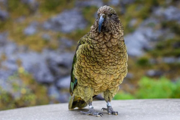 Крупный План Попугая Кеа Камне Новой Зеландии — стоковое фото